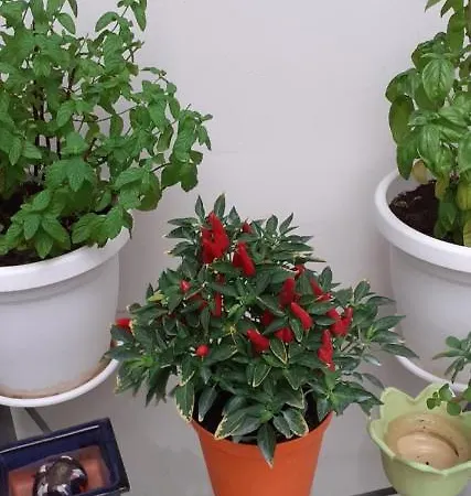 Nocleg ze śniadaniem Stella Scugnizza